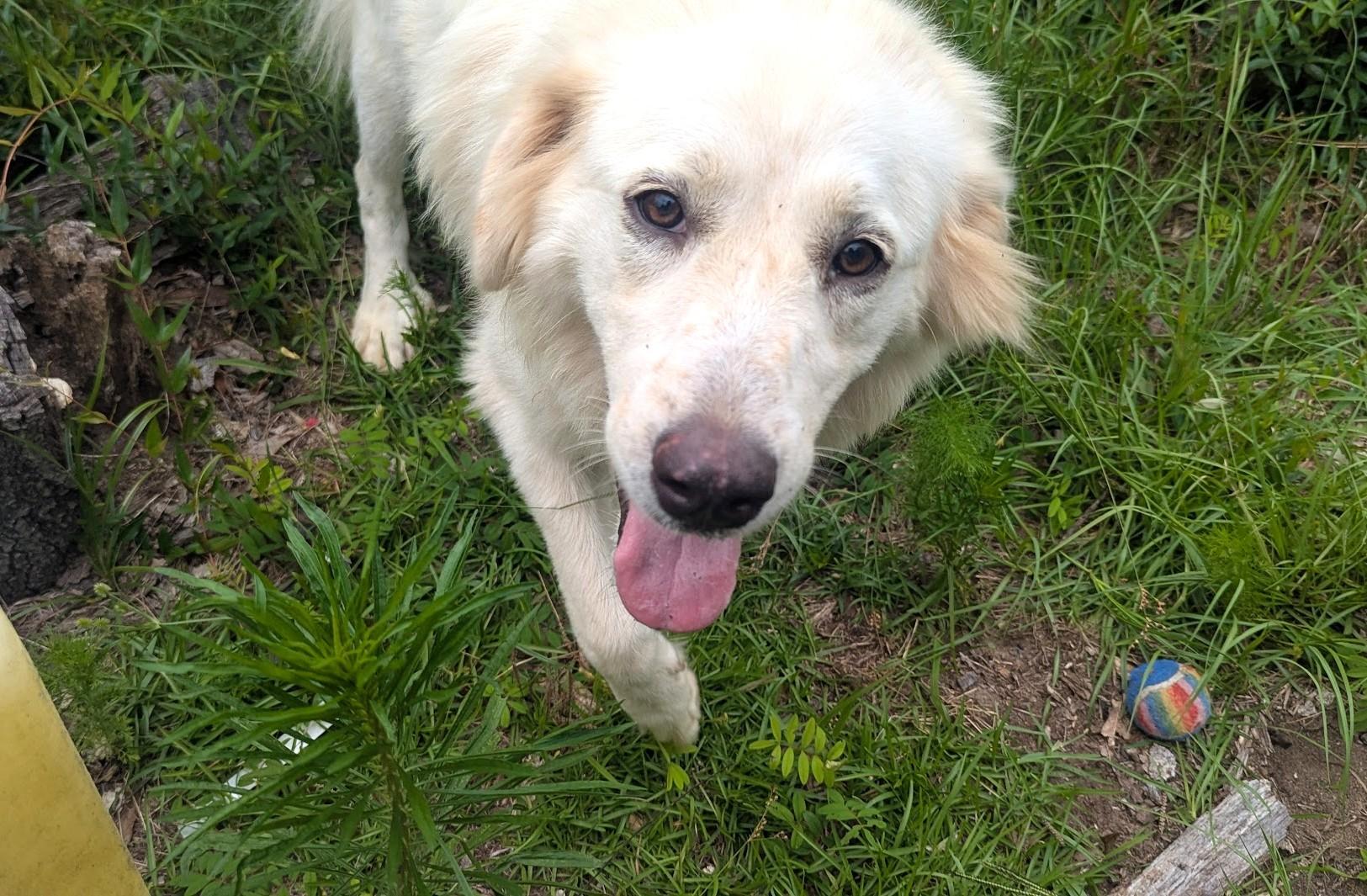 Enlarge GOLDEN, a Adoptable mixed breed in Fosters, AL image 3/6