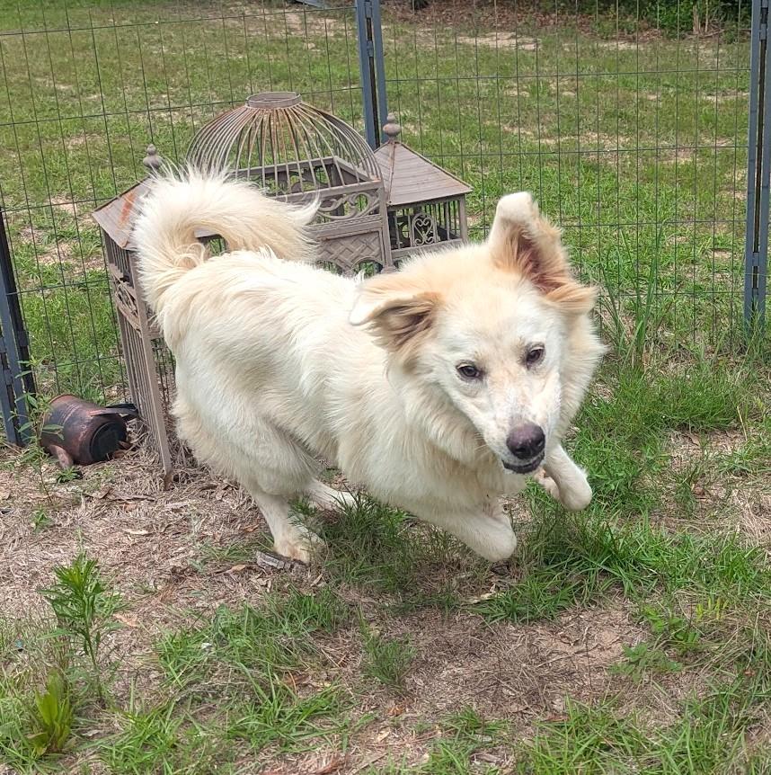 Enlarge GOLDEN, a Adoptable mixed breed in Fosters, AL image 4/6