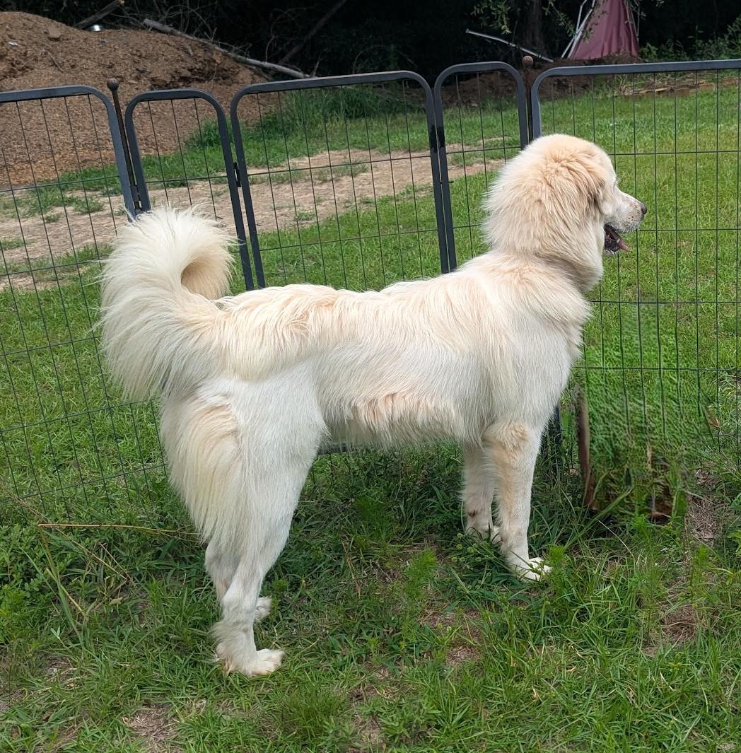 Enlarge GOLDEN, a Adoptable mixed breed in Fosters, AL image 6/6