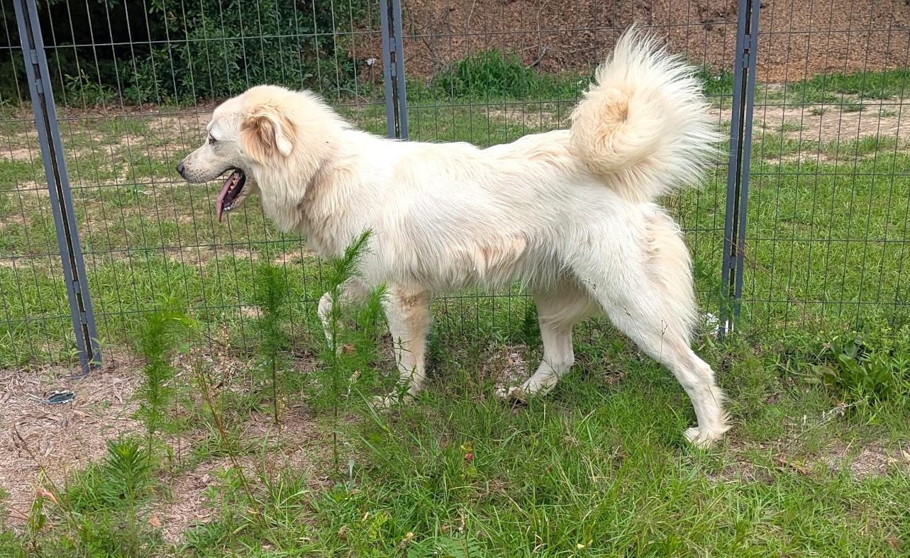 Enlarge GOLDEN, a Adoptable mixed breed in Fosters, AL image 5/6