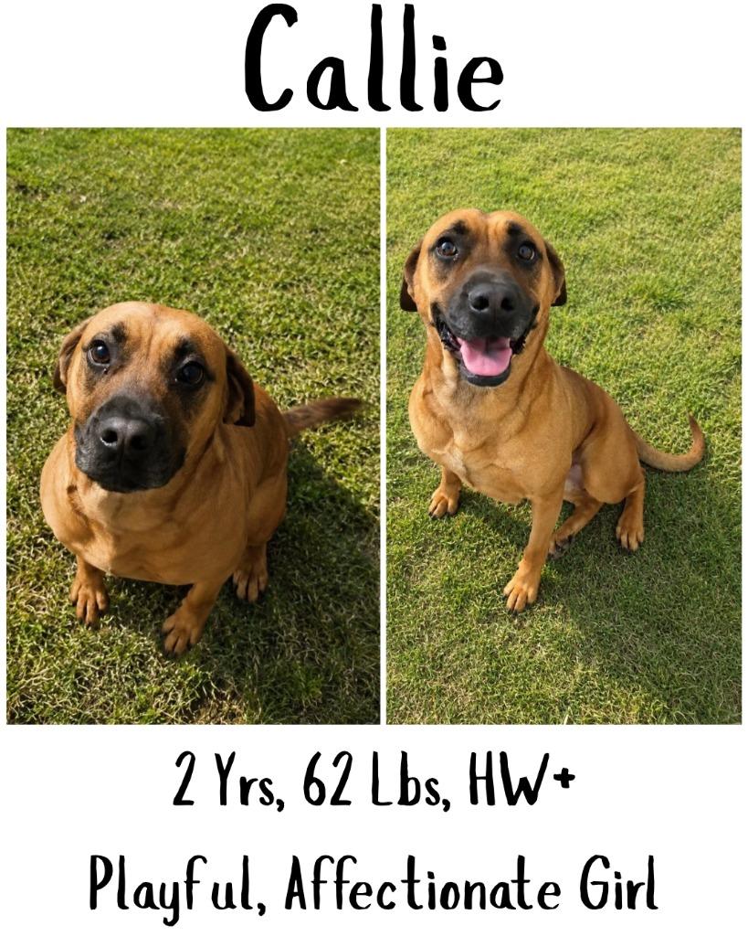 Callie, Adoptable, Young Female Black Mouth Cur.