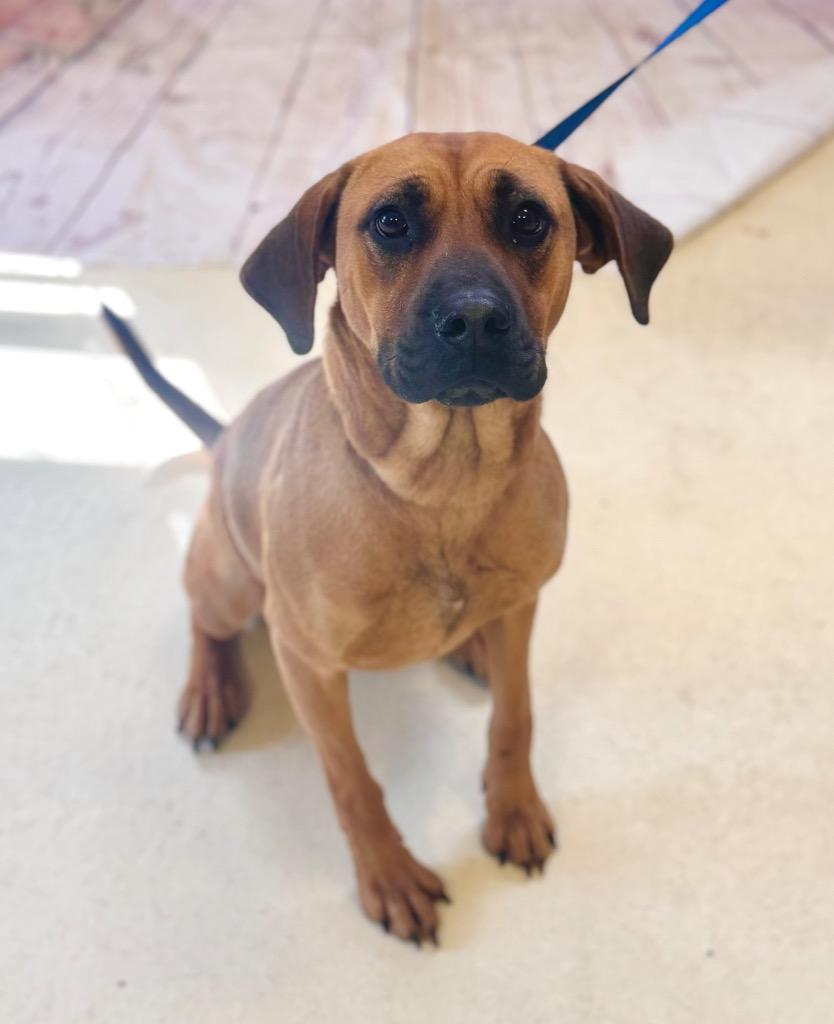 Callie, Adoptable, Young Female Black Mouth Cur.