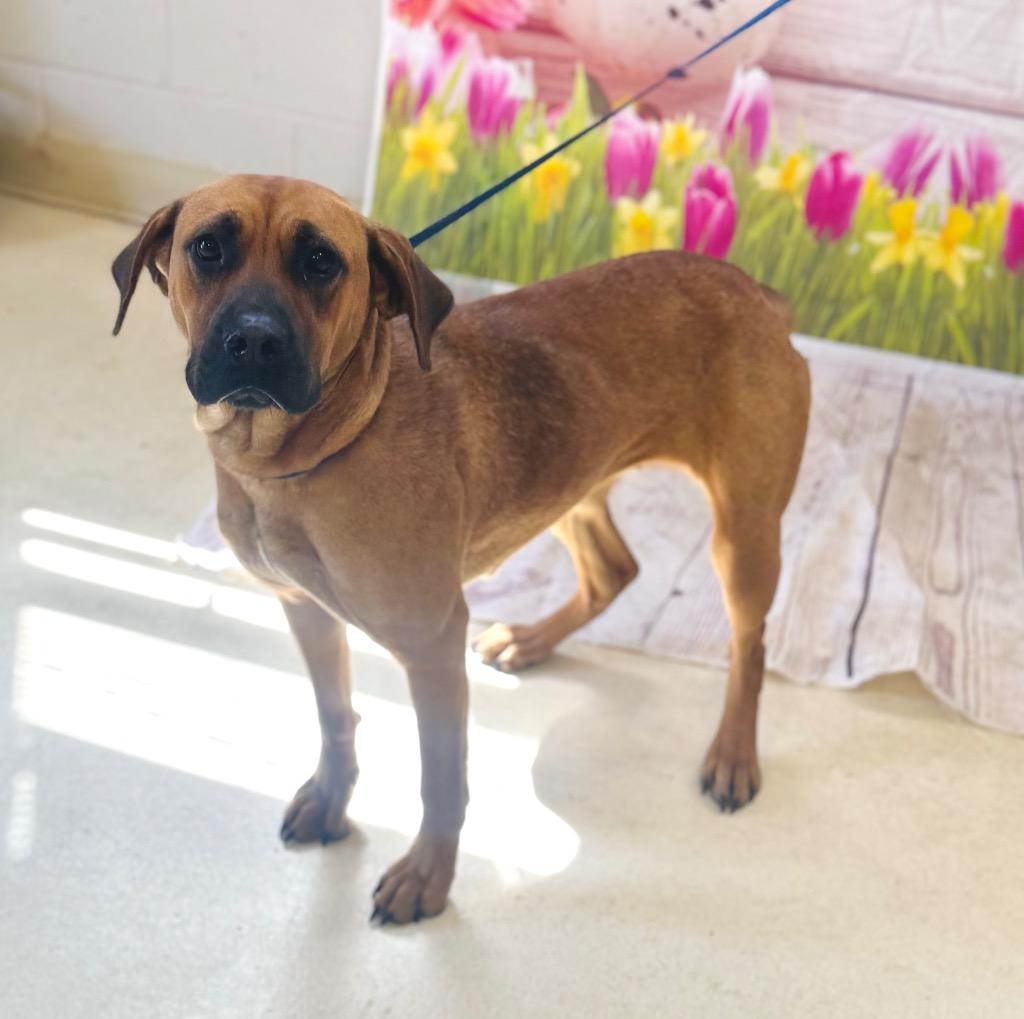 Enlarge Callie, a Adoptable Black Mouth Cur in Albany, GA image 2/5