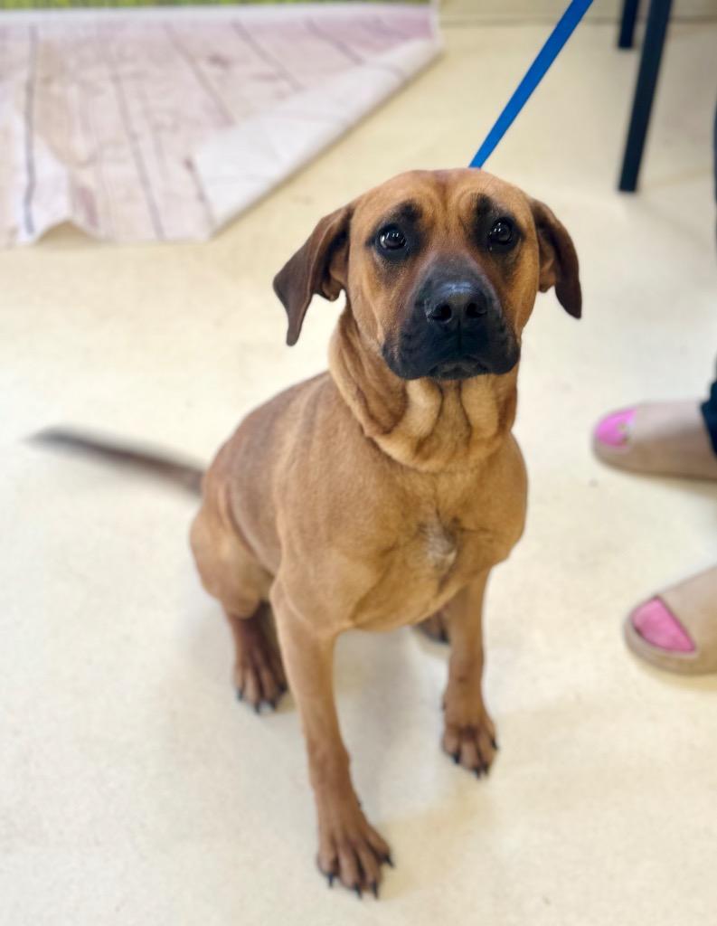 Enlarge Callie, a Adoptable Black Mouth Cur in Albany, GA image 4/5
