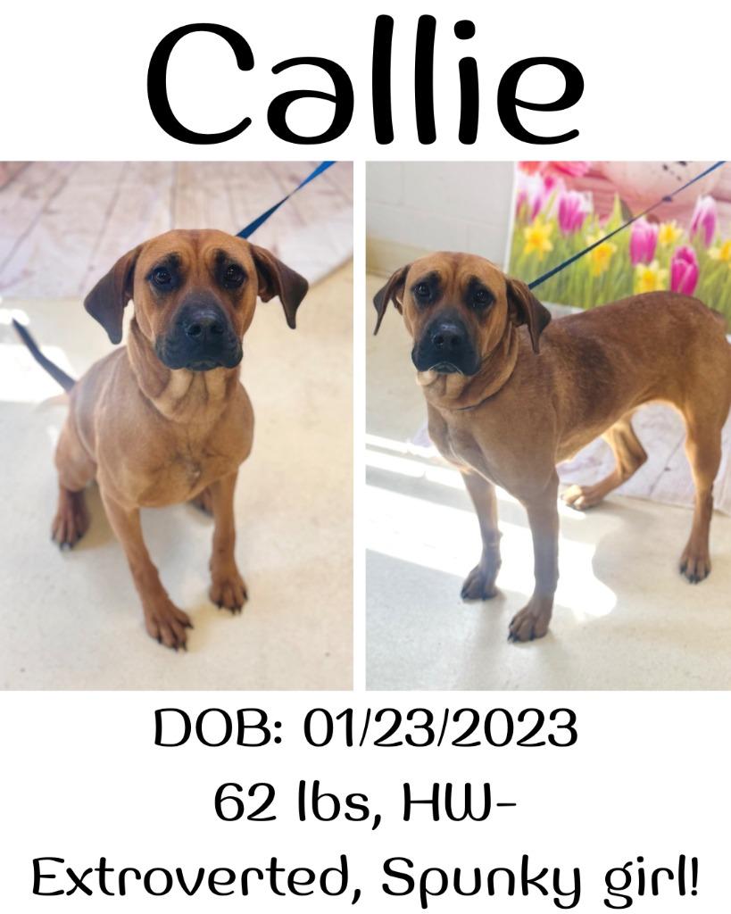 Enlarge Callie, a Adoptable Black Mouth Cur in Albany, GA image 5/5