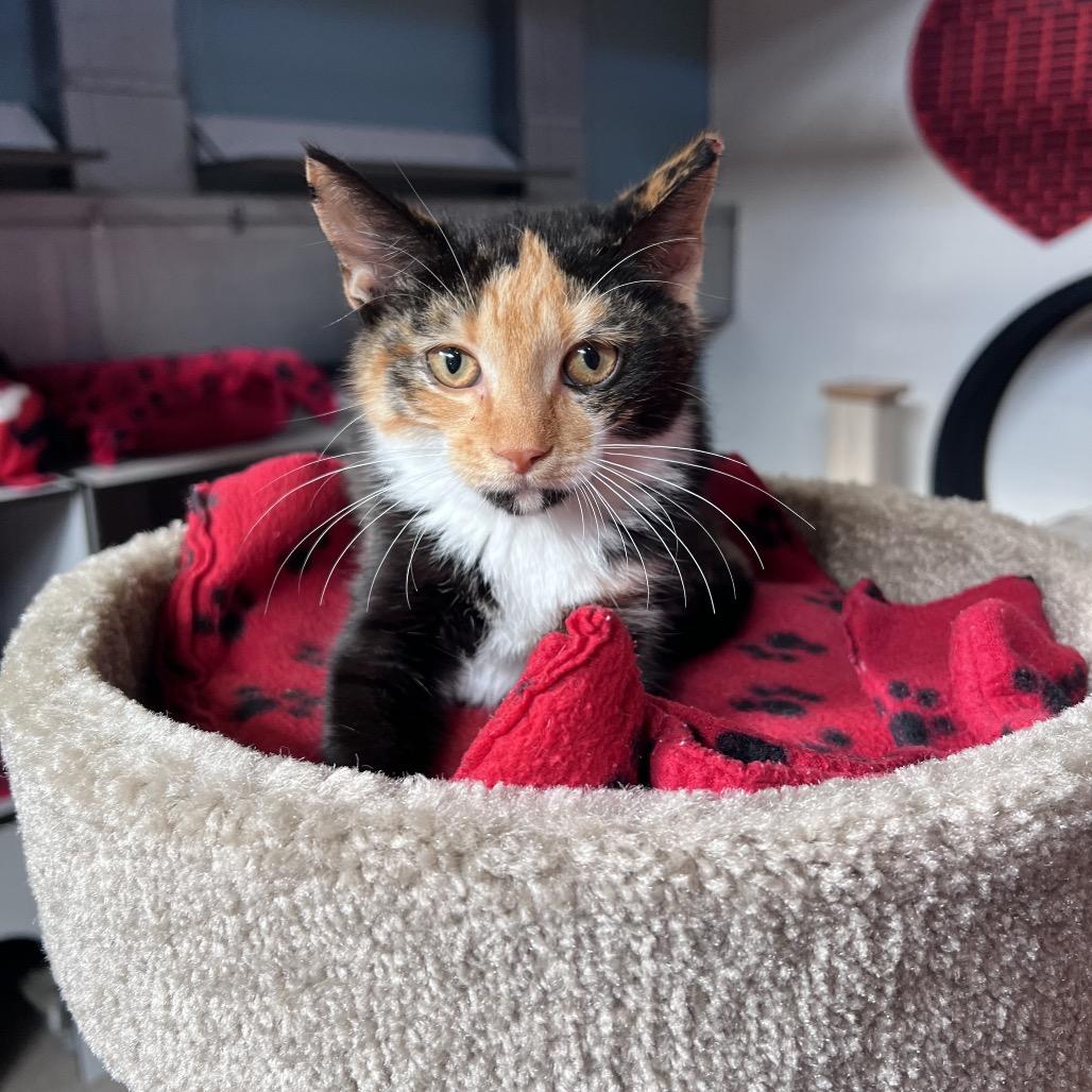 Honey Nut (Cheerios), Adoptable, Kitten Female Domestic Short Hair.