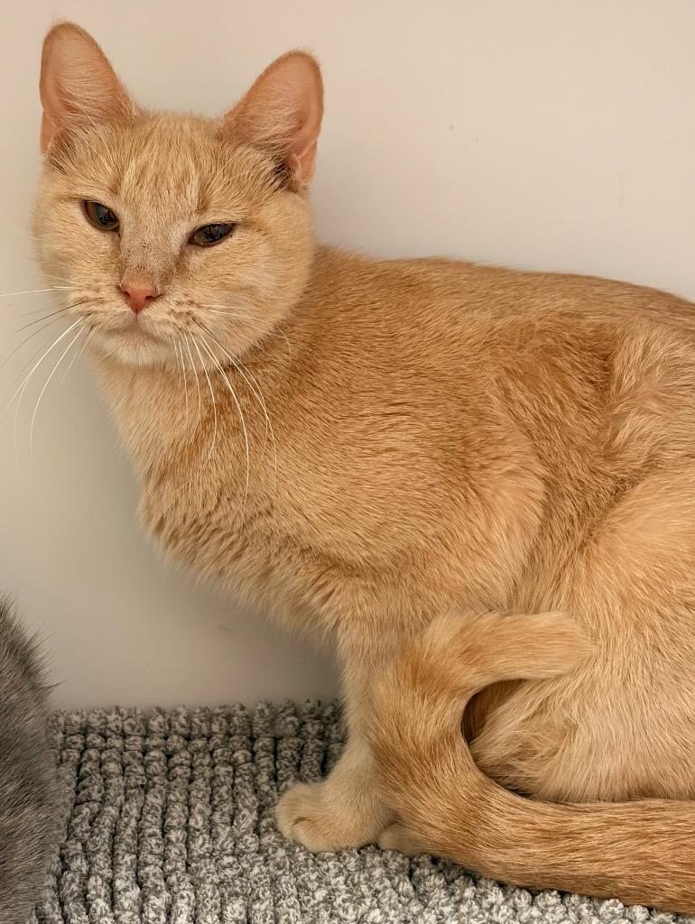 Enlarge Figgy Pudding, a Adoptable mixed breed in Neosho, MO image 1/1