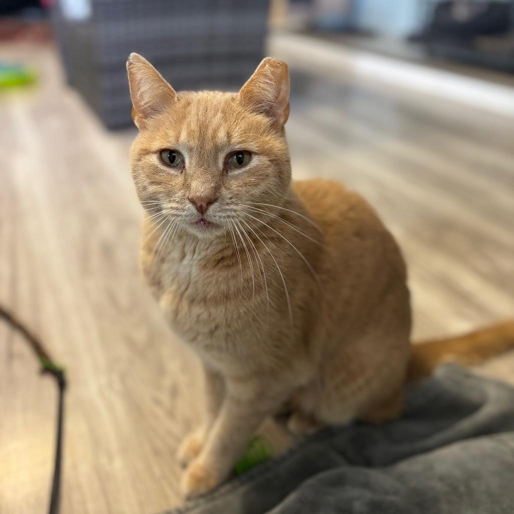 Milo, Adoptable, Adult Male Domestic Short Hair.