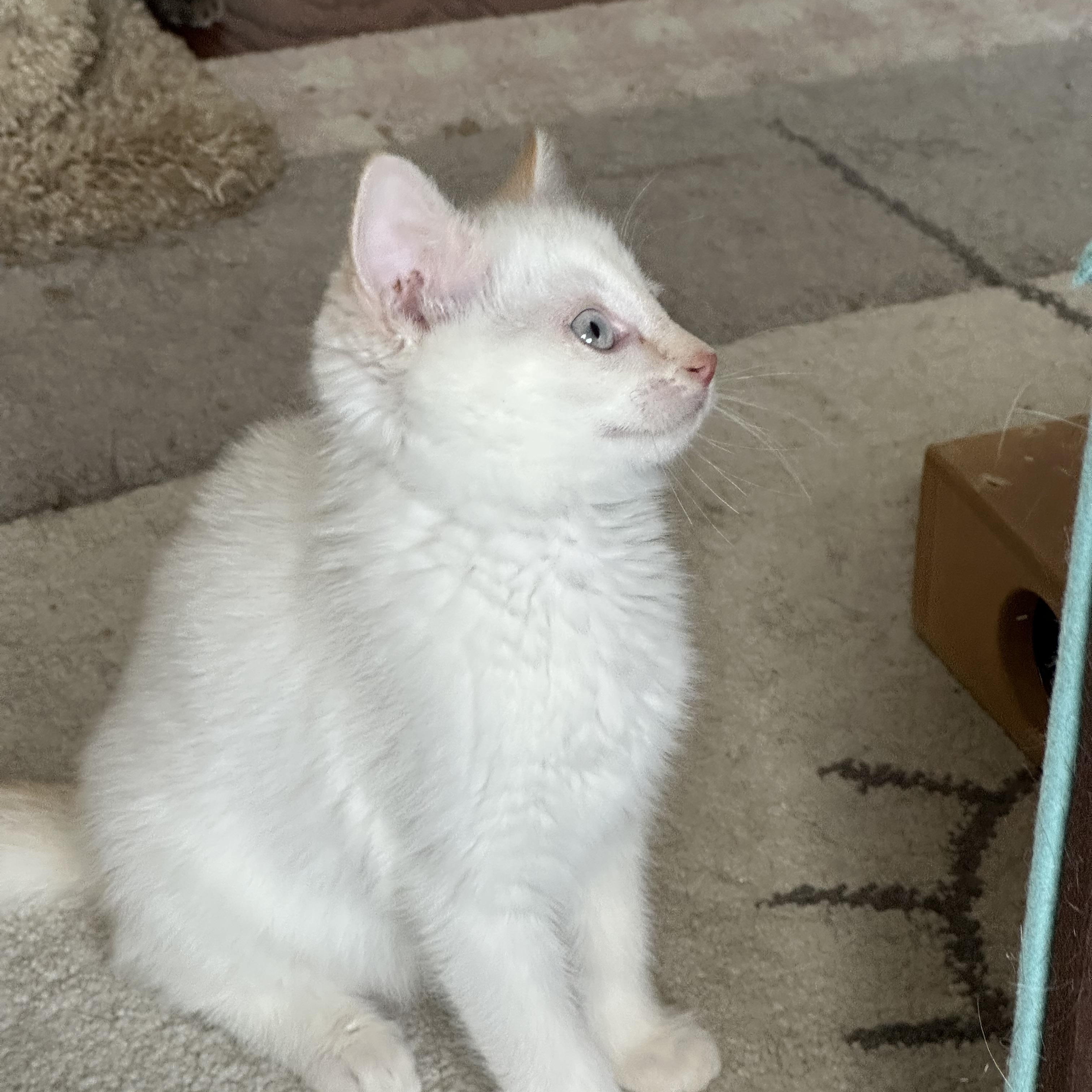 Go Fish, adopted, Kitten Female Siamese & Domestic Short Hair.