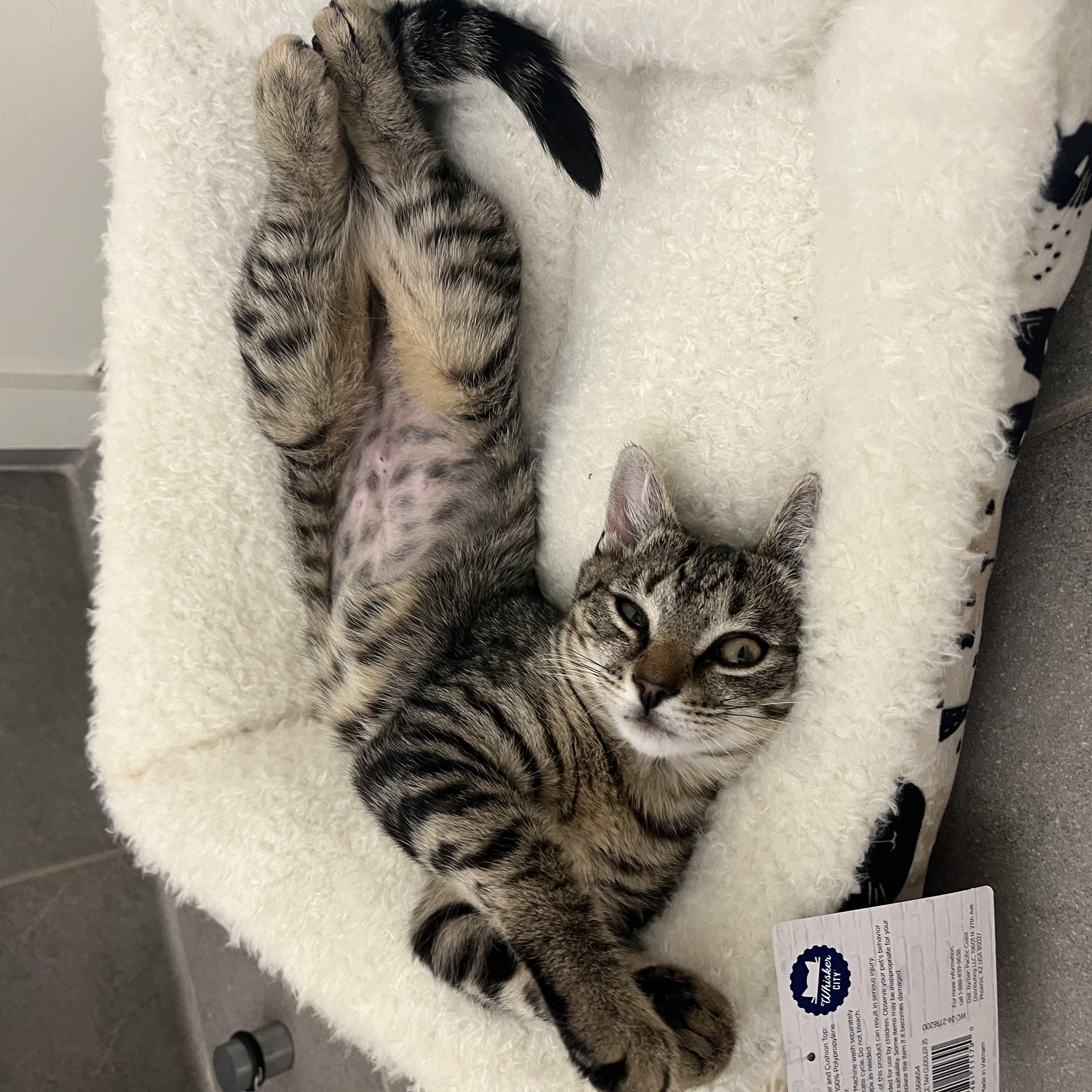 Enlarge Arnie, an adoptable American Shorthair in Medford, MA image 3/5