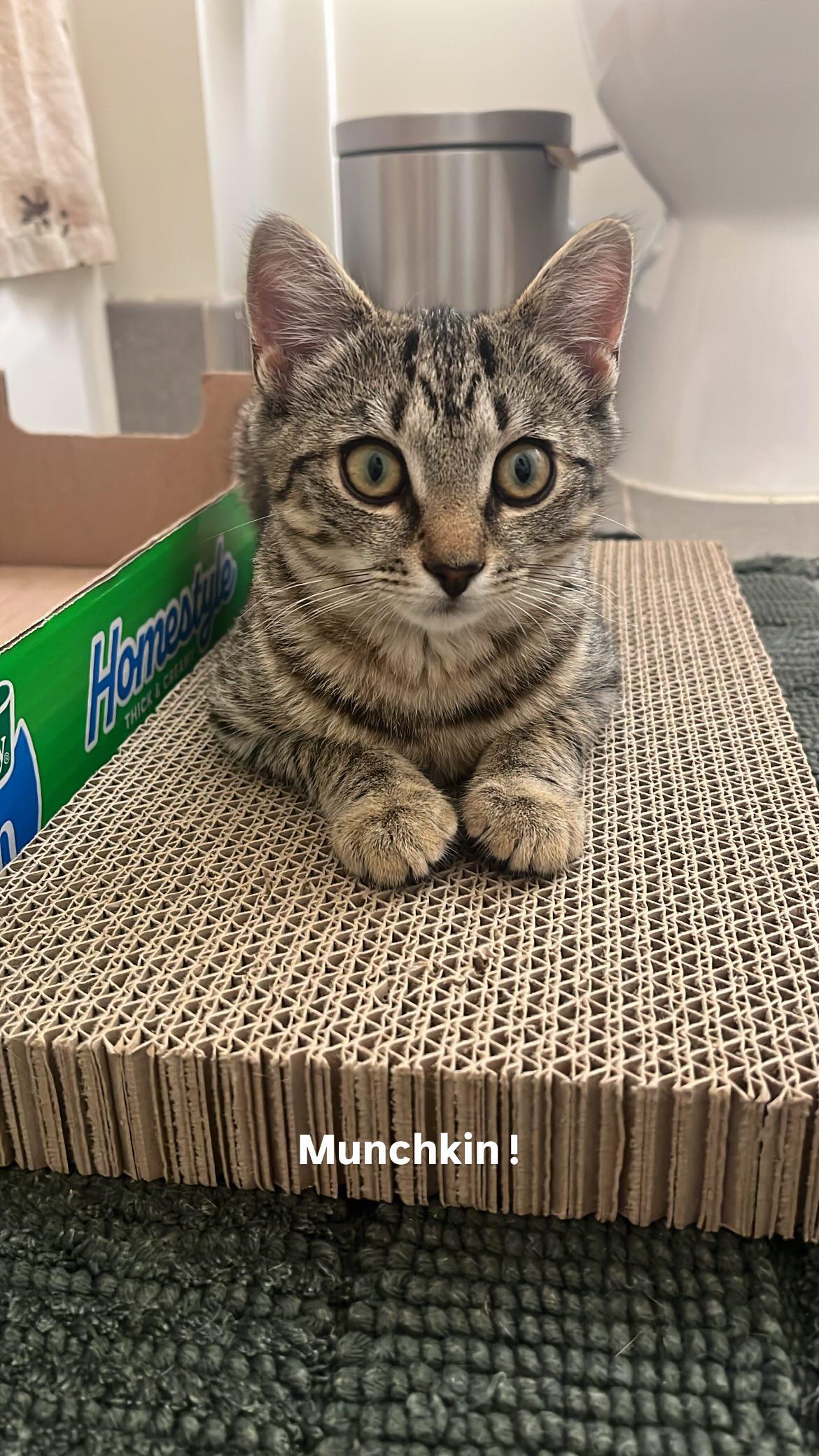 Enlarge Arnie, an adoptable American Shorthair in Medford, MA image 5/5