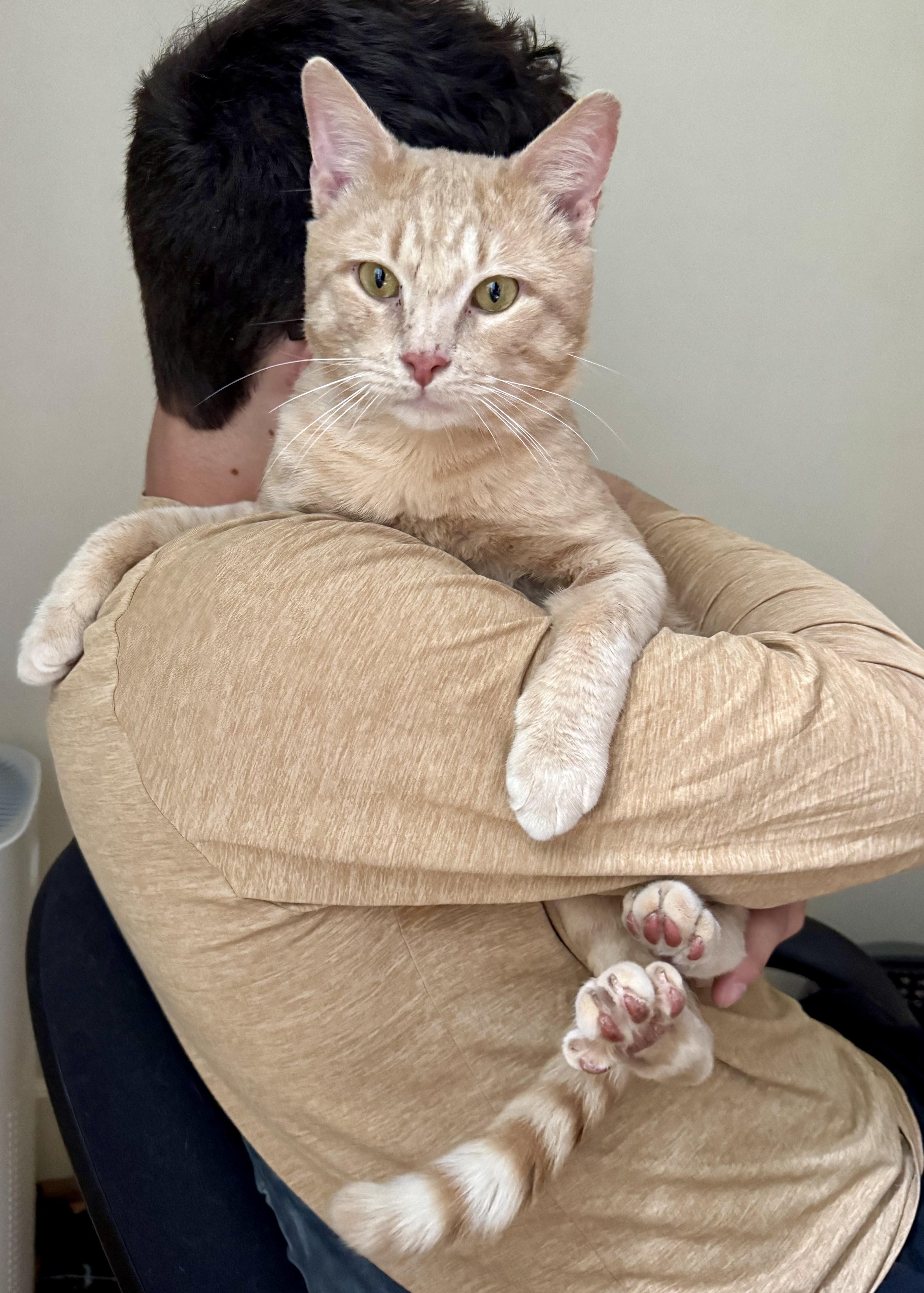 Enlarge Arnie, an adoptable American Shorthair in Medford, MA image 2/5