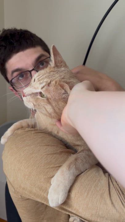 Enlarge Arnie, an adoptable American Shorthair in Medford, MA video 4/5