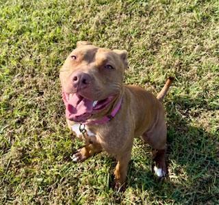 Flaco, an adoptable Pit Bull Terrier in Winter Haven, FL image 1/4