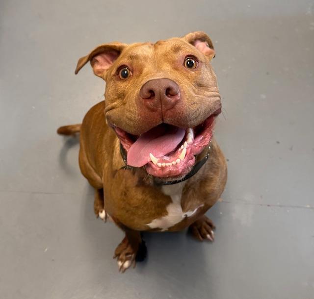 Flaco, adoptable, Adult Male Pit Bull Terrier.