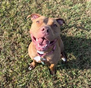 Flaco, an adoptable Pit Bull Terrier in Winter Haven, FL image 3/4