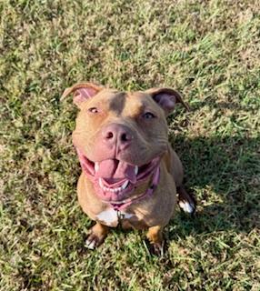 Flaco, an adoptable Pit Bull Terrier in Winter Haven, FL image 4/4