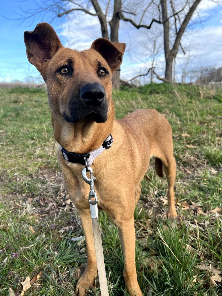 Anna, an adoptable Labrador Retriever, Shepherd in Hermantown, MN, 55811 | Photo Image 3