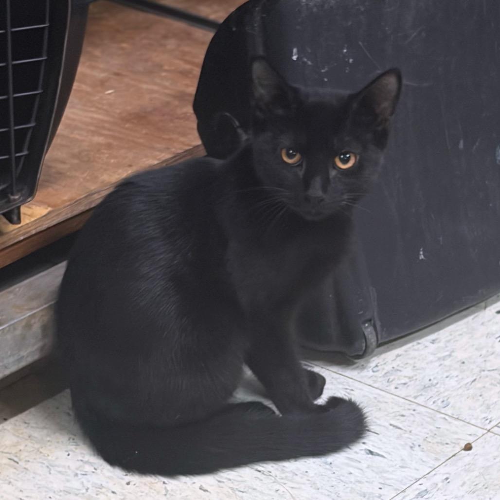 Enlarge Camel, a Adoptable Domestic Medium Hair in Melrose, FL image 1/3