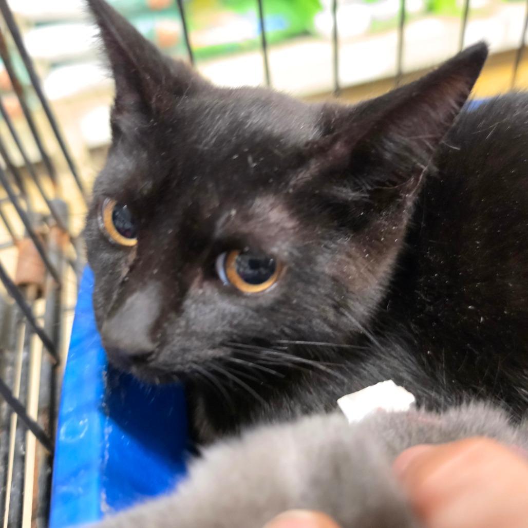 Enlarge Camel, a Adoptable Domestic Medium Hair in Melrose, FL image 2/3