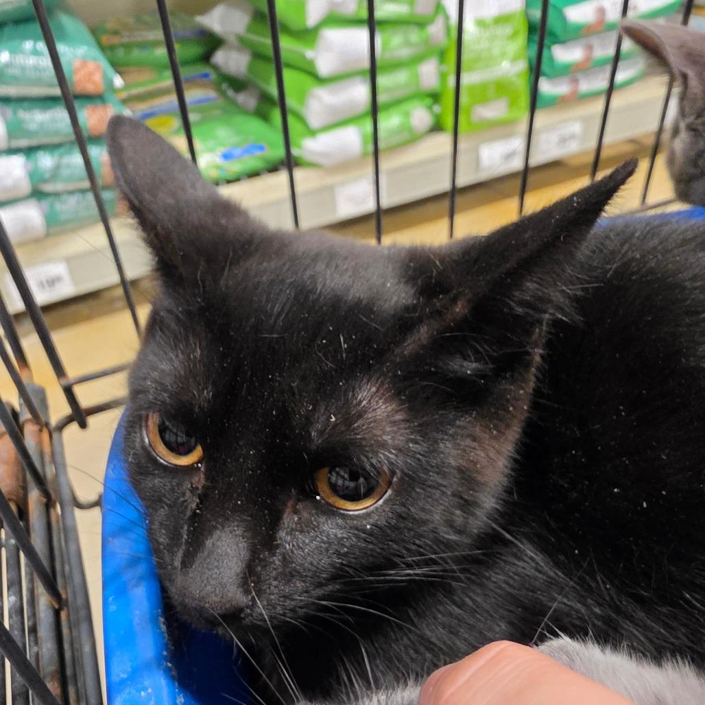 Enlarge Camel, a Adoptable Domestic Medium Hair in Melrose, FL image 3/3