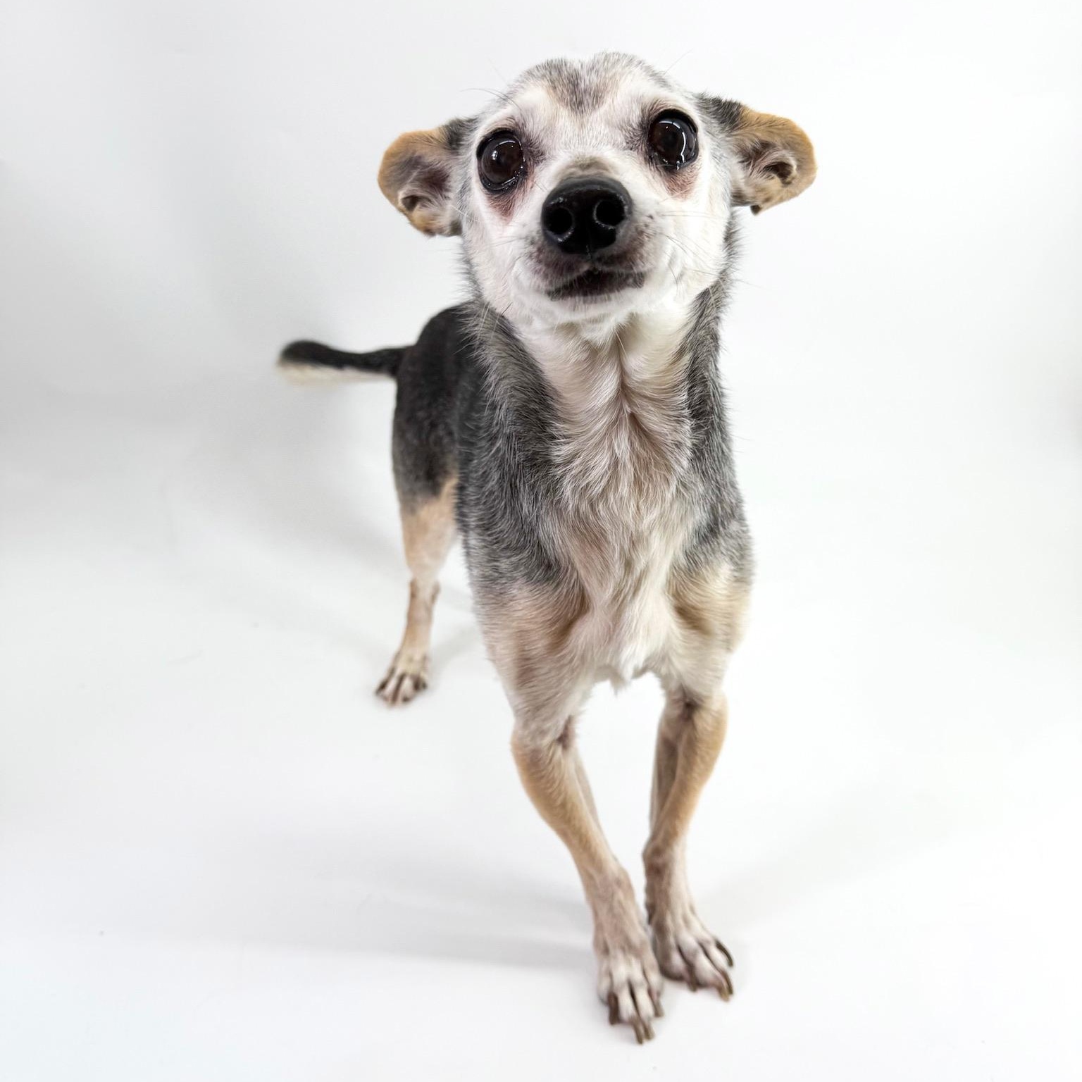 Enlarge Harrison , a ADOPTABLE mixed breed in Scottsdale, AZ image 2/5