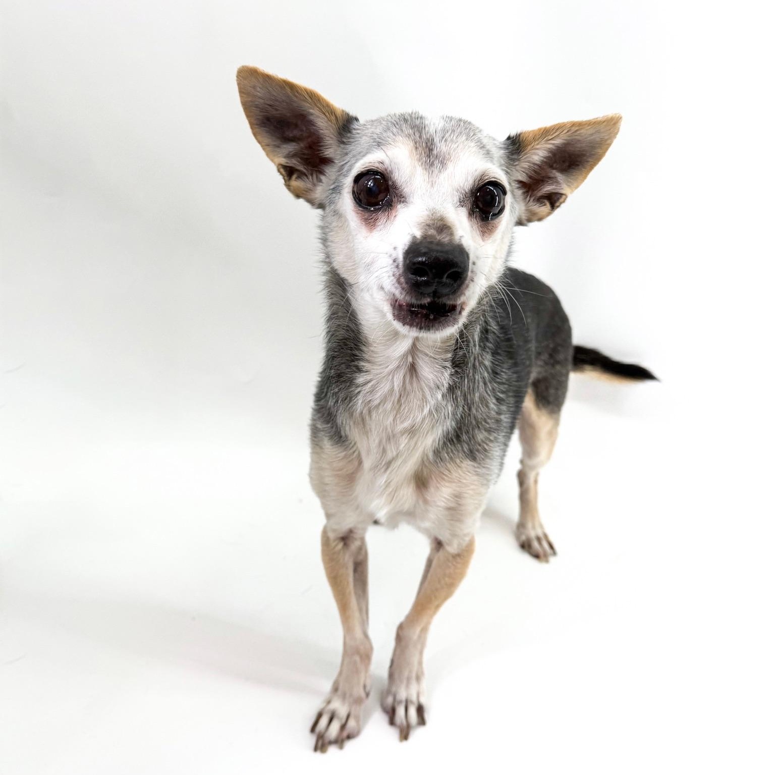 Enlarge Harrison , a ADOPTABLE mixed breed in Scottsdale, AZ image 3/5