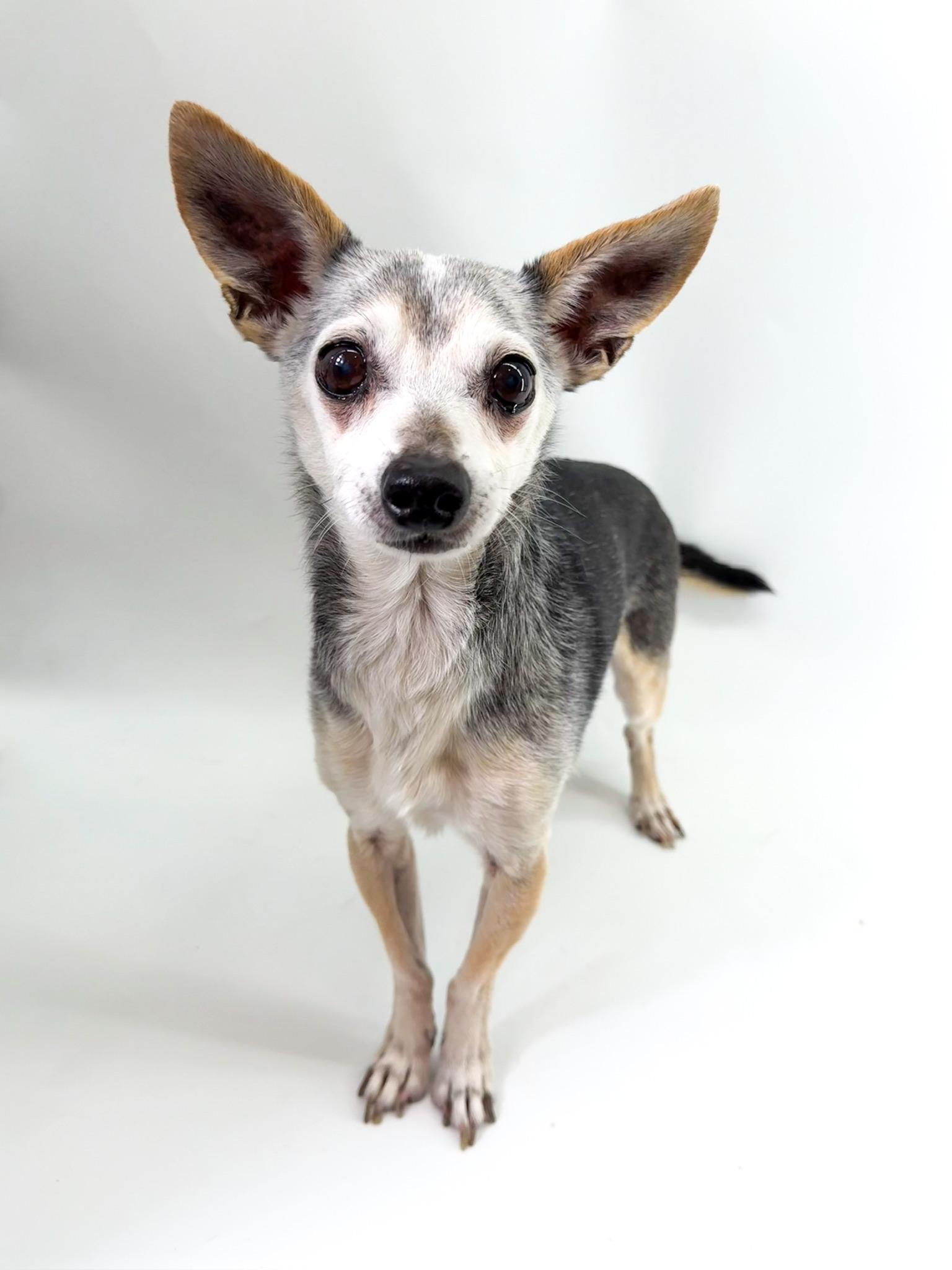 Harrison , ADOPTABLE, Senior Male Chihuahua.