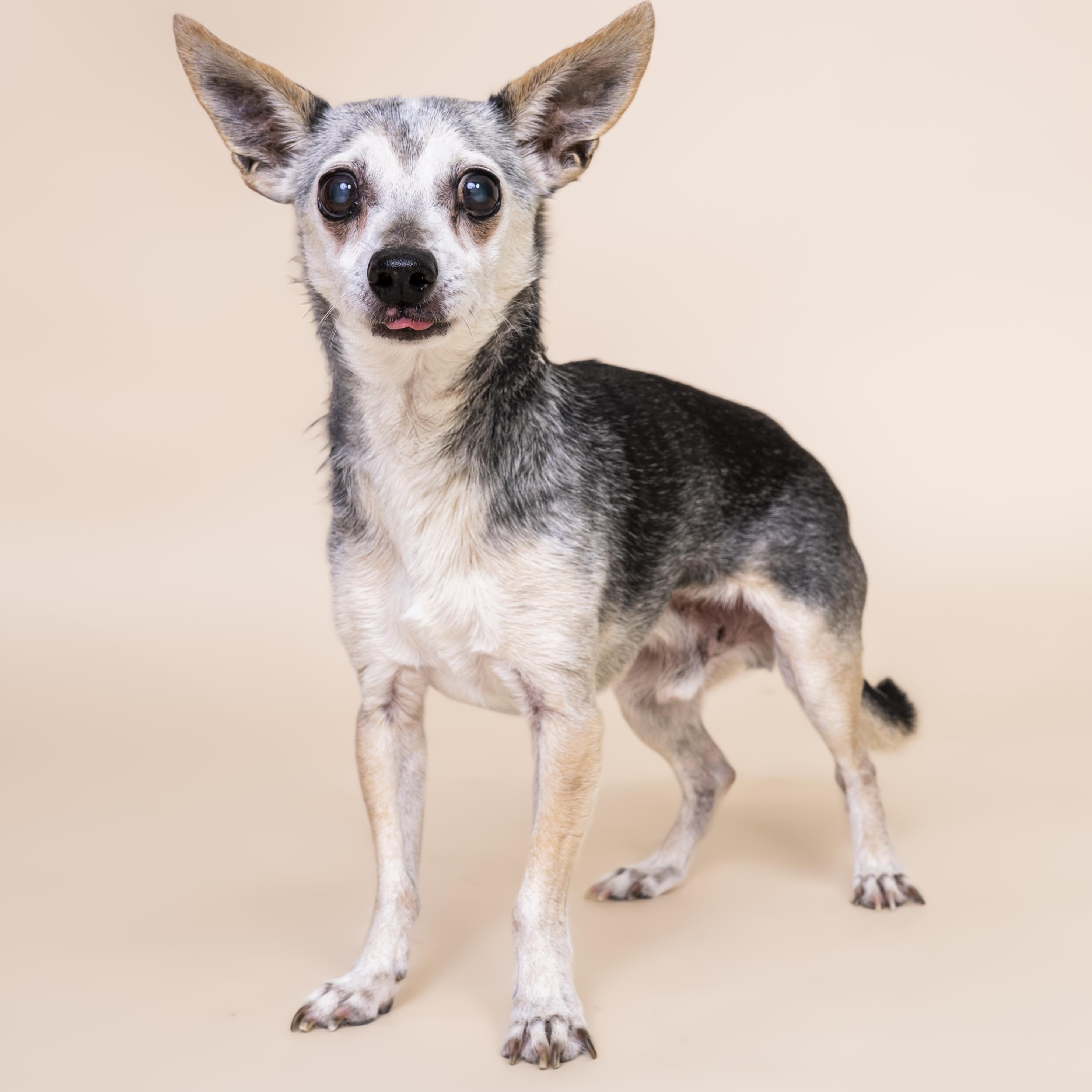 Enlarge Harrison , a ADOPTABLE mixed breed in Scottsdale, AZ image 5/5
