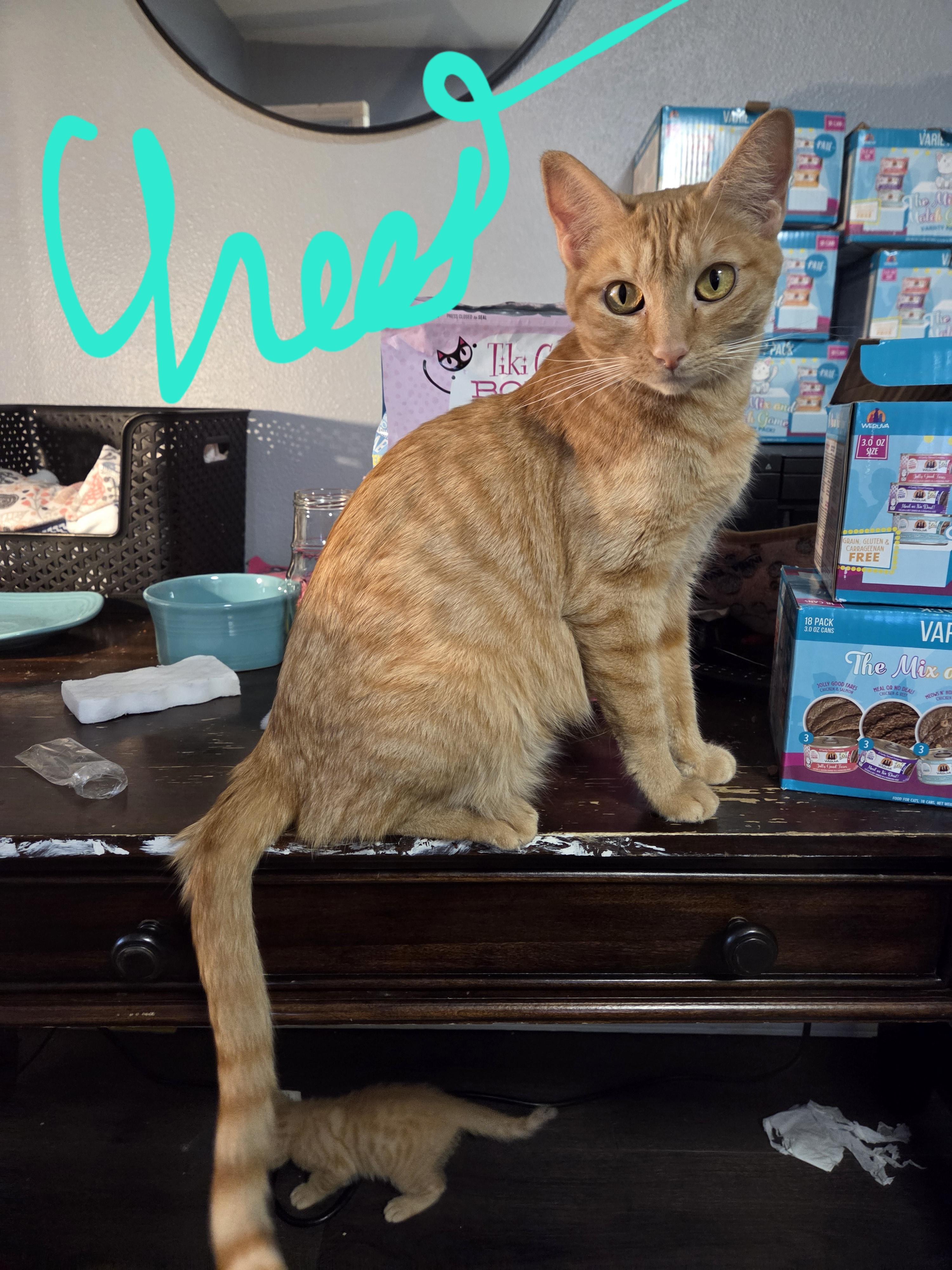 Cheese, Adoptable, Adult Female Domestic Short Hair.