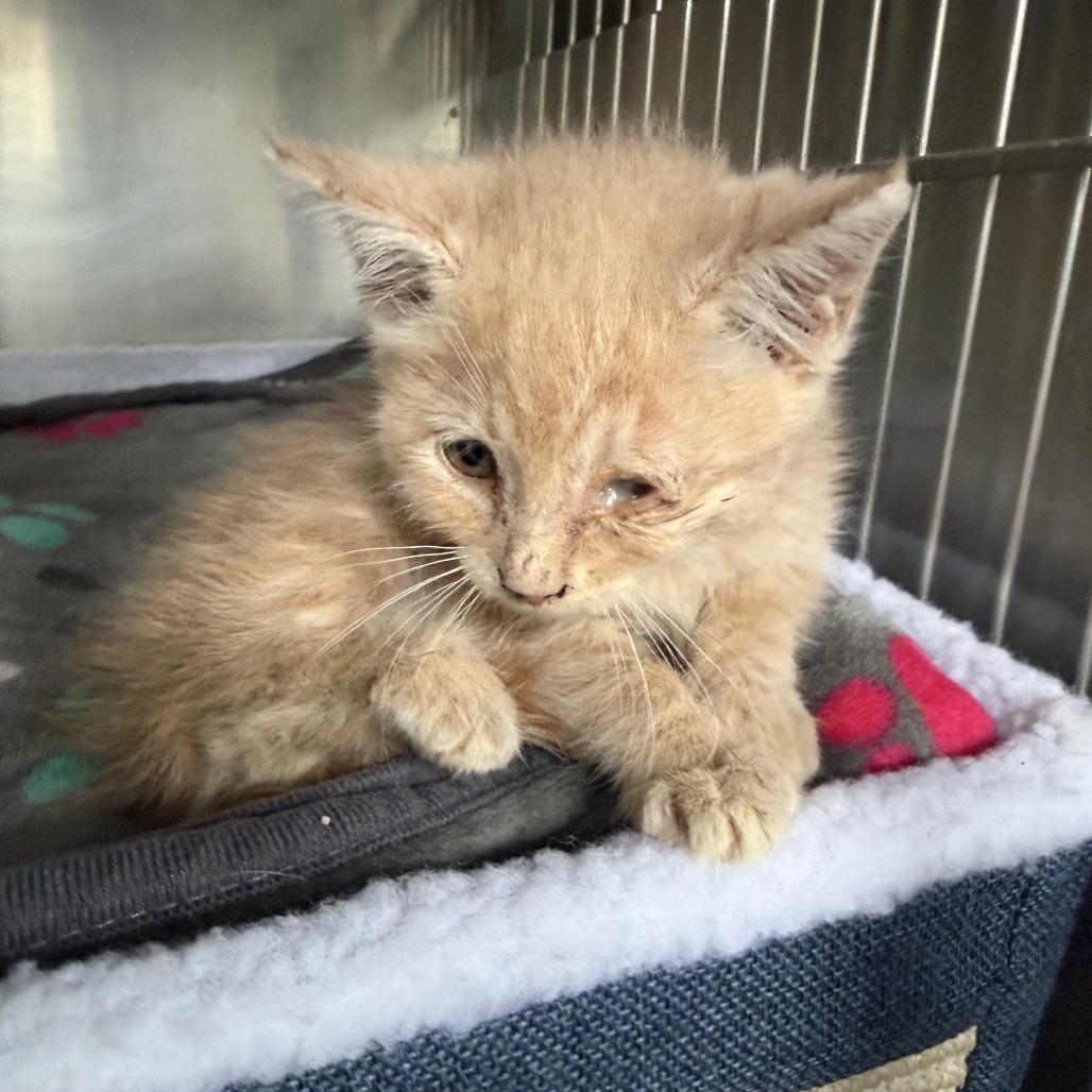 Caramel, Adoptable, Kitten Female American Curl.