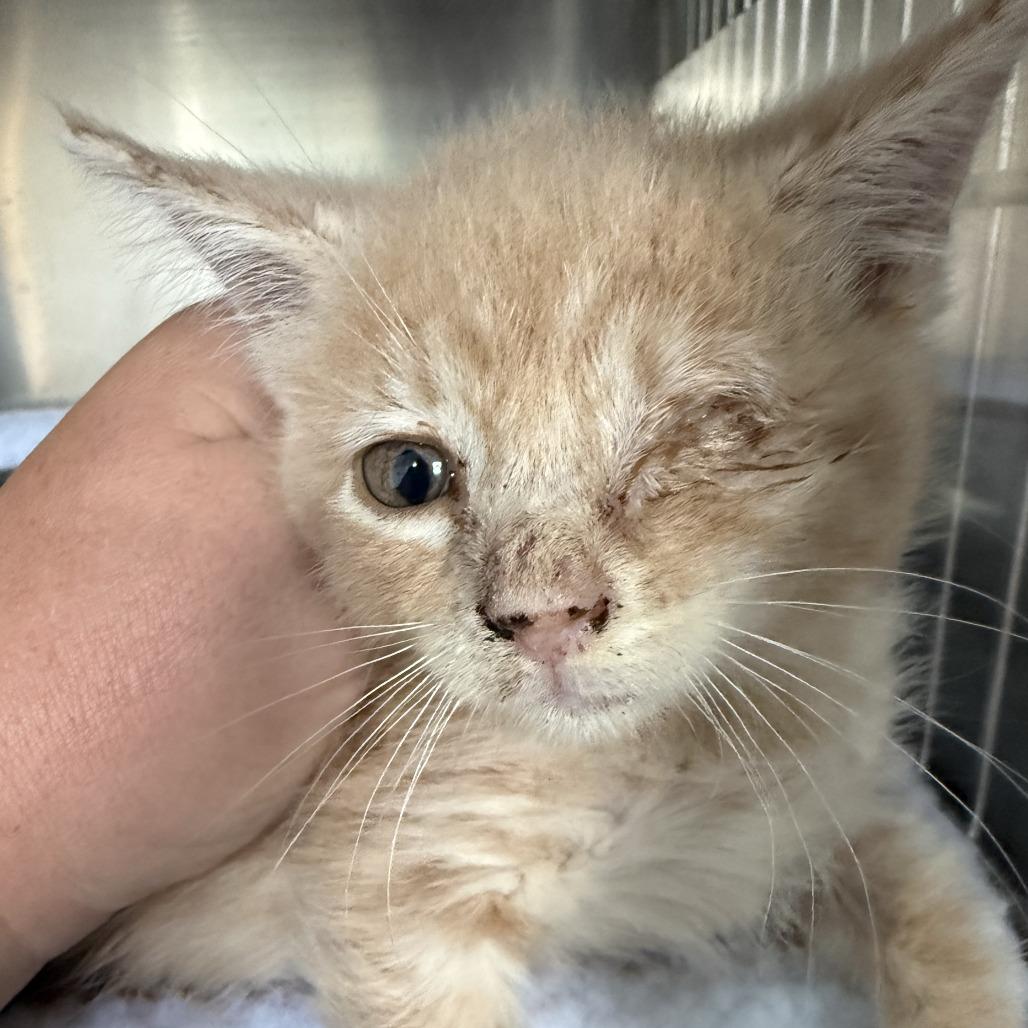 Enlarge Caramel, a Adoptable American Curl in Spring Hill, KS image 2/2