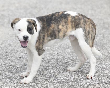 Oakley, an adopted mixed breed in Bedford, IN image 2/3