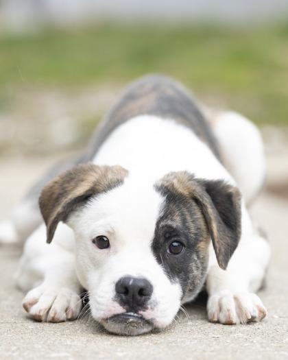 Oakley, an adopted mixed breed in Bedford, IN image 1/3