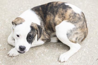 Oakley, an adopted mixed breed in Bedford, IN image 3/3