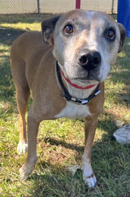 Dasha, Adoptable, Senior Female Mixed Breed & Mixed Breed.