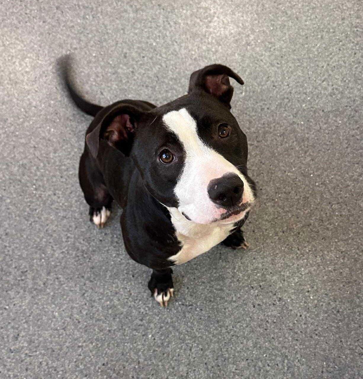 Enlarge Sable, a Adoptable Terrier in Covington, VA image 1/2