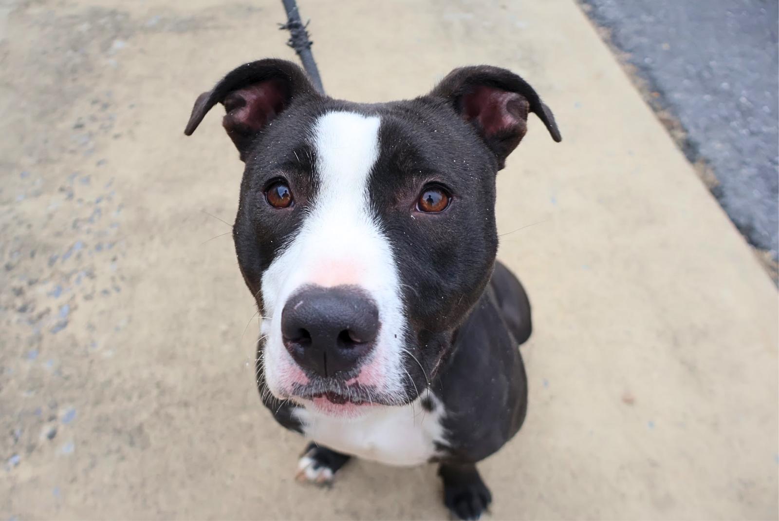 Enlarge Sable, a Adoptable Terrier in Covington, VA image 2/2