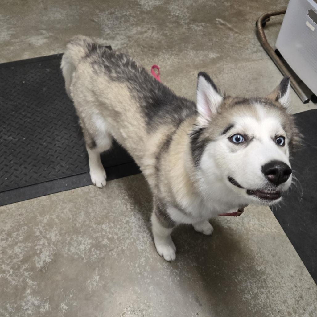 Enlarge Rya, a Adoptable Siberian Husky in Saint Cloud, MN image 1/4