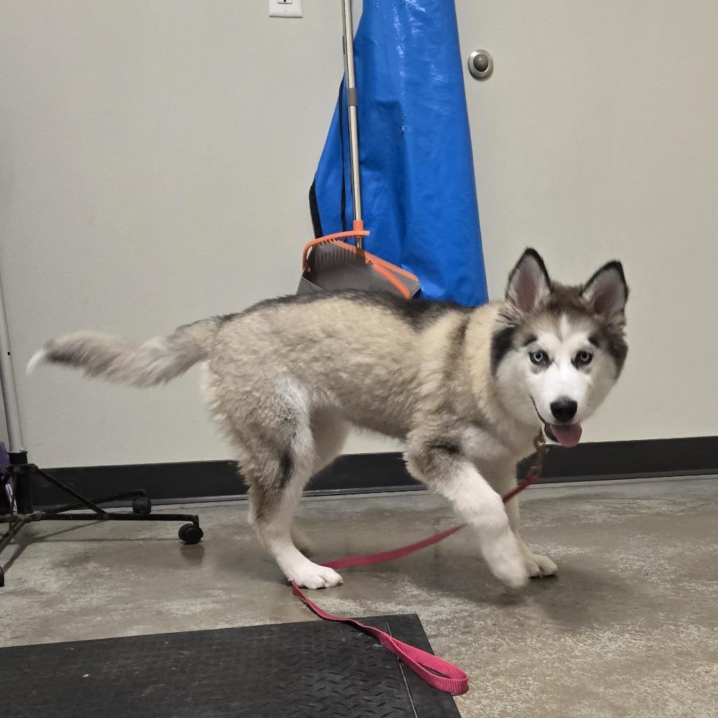 Enlarge Rya, a Adoptable Siberian Husky in Saint Cloud, MN image 2/4