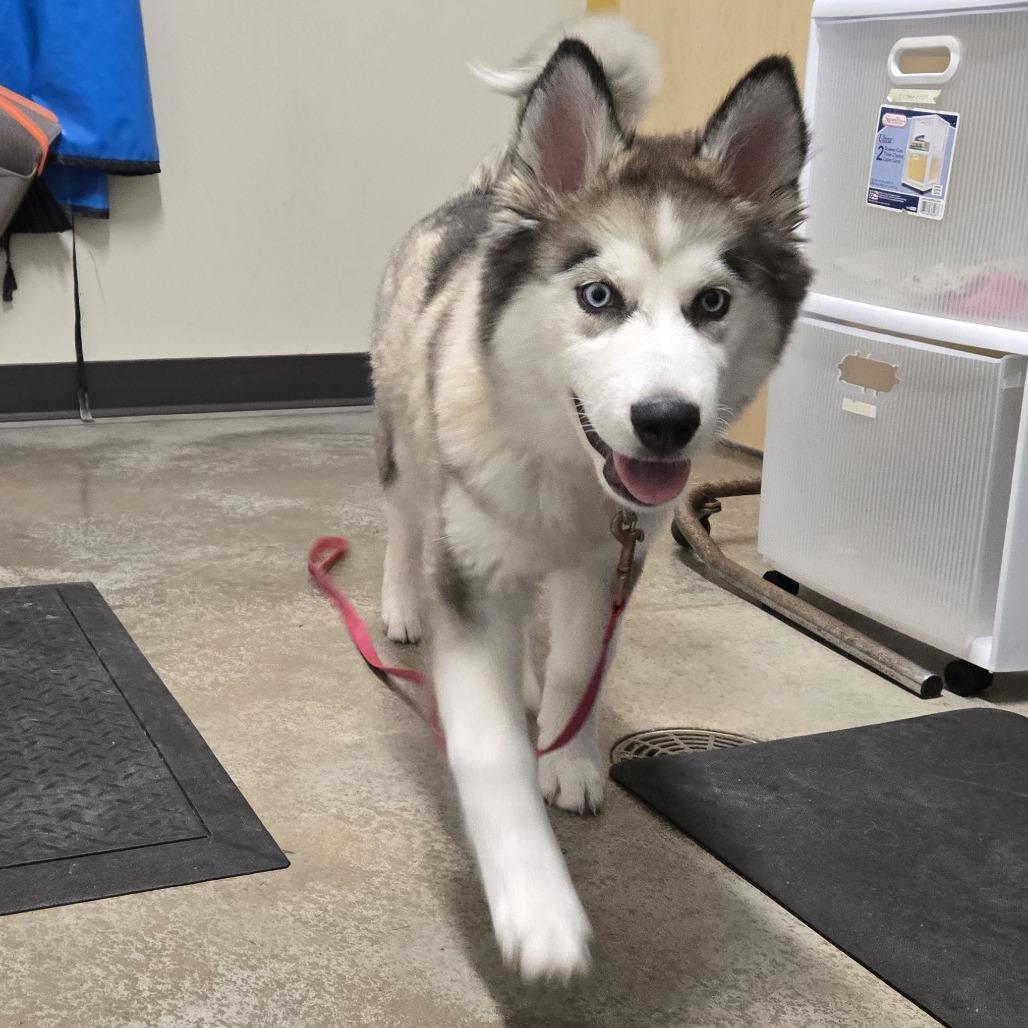 Enlarge Rya, a Adoptable Siberian Husky in Saint Cloud, MN image 3/4