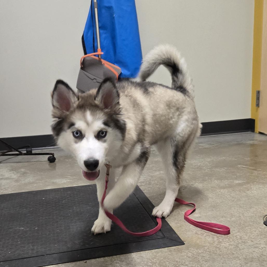 Enlarge Rya, a Adoptable Siberian Husky in Saint Cloud, MN image 4/4