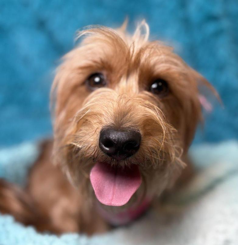 Cherry-Crazy Hair, Don't Care