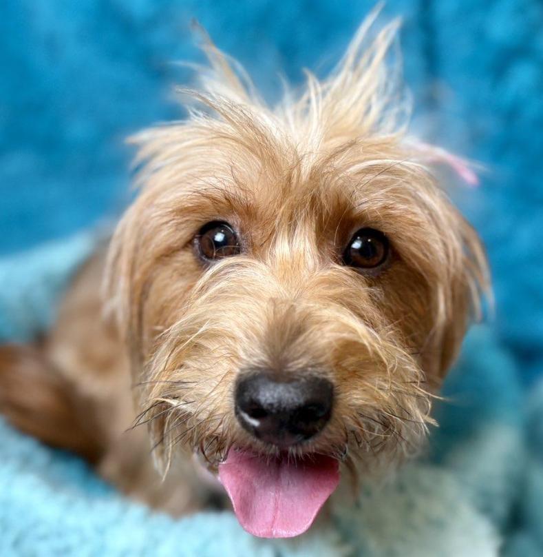 Cherry-Crazy Hair, Don't Care