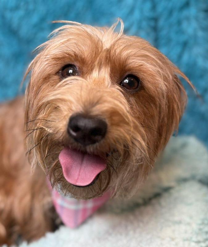 Cherrycrazy Hair  Don't thumbnail 5