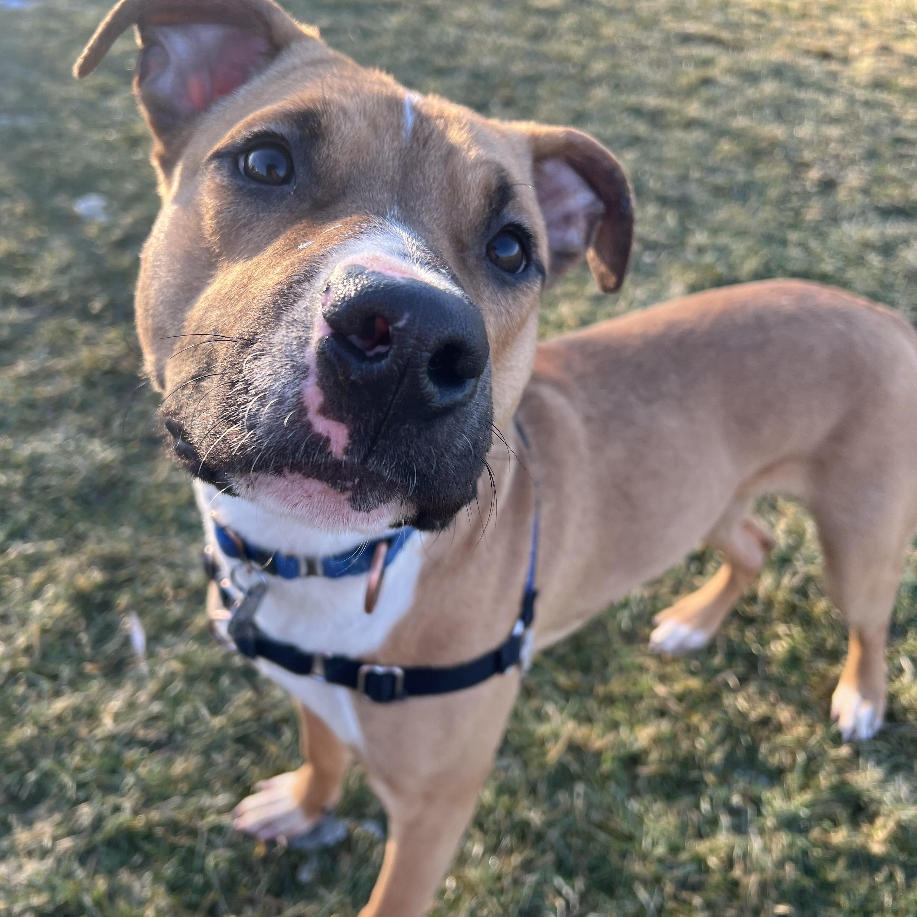 Apple Jax, ADOPTABLE, Young Male Mixed Breed.