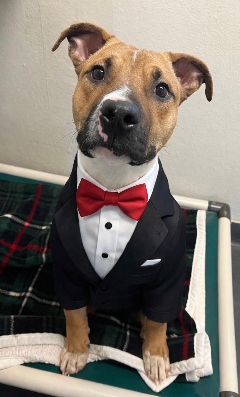 Enlarge Apple Jax, a ADOPTABLE Mixed Breed in Ithaca, NY image 2/5