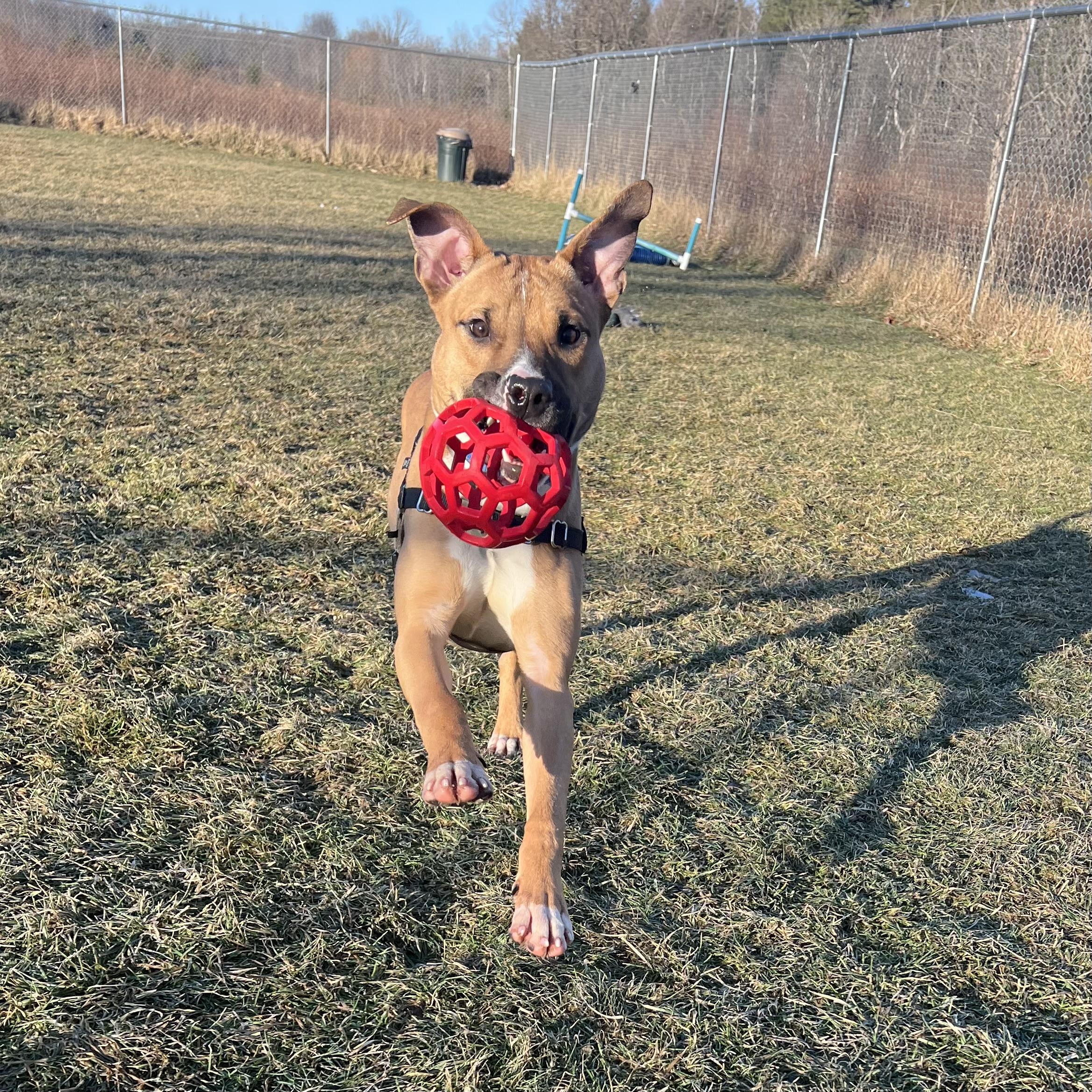 Enlarge Apple Jax, a ADOPTABLE Mixed Breed in Ithaca, NY image 4/5