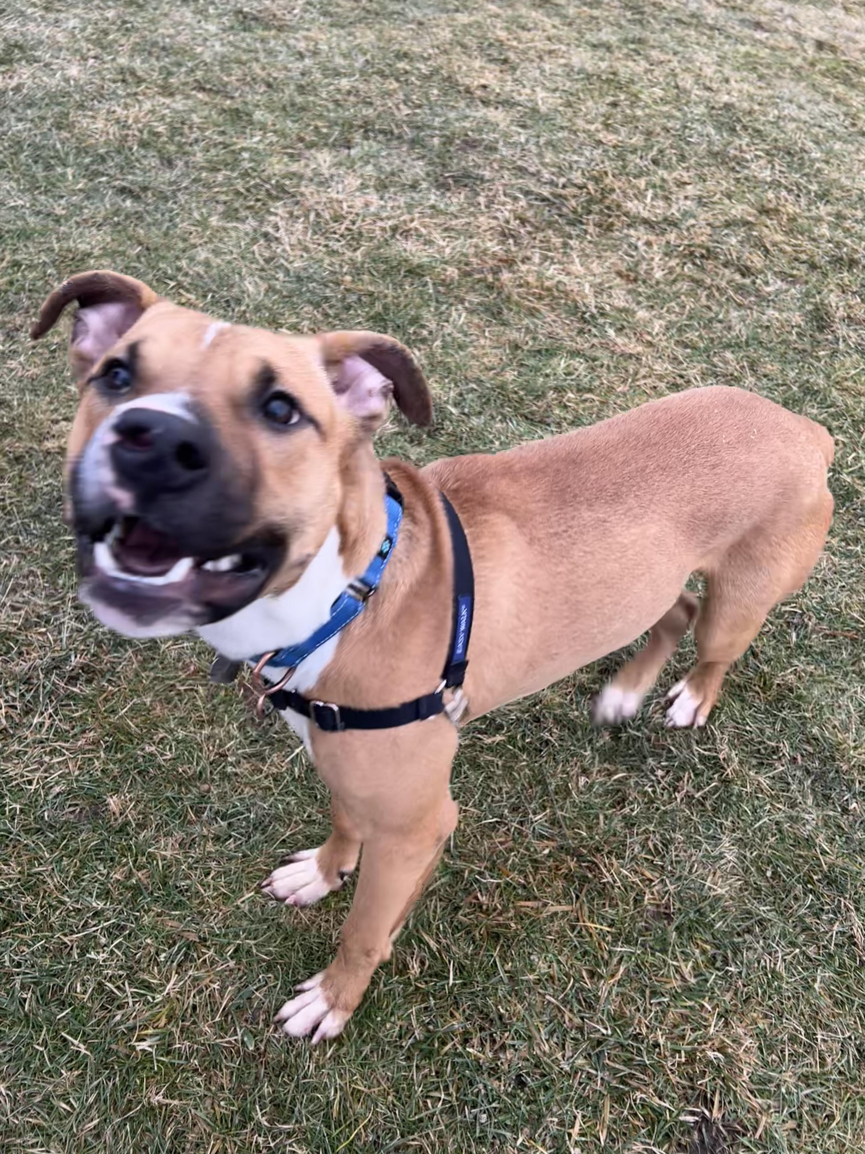 Enlarge Apple Jax, a ADOPTABLE Mixed Breed in Ithaca, NY image 3/5