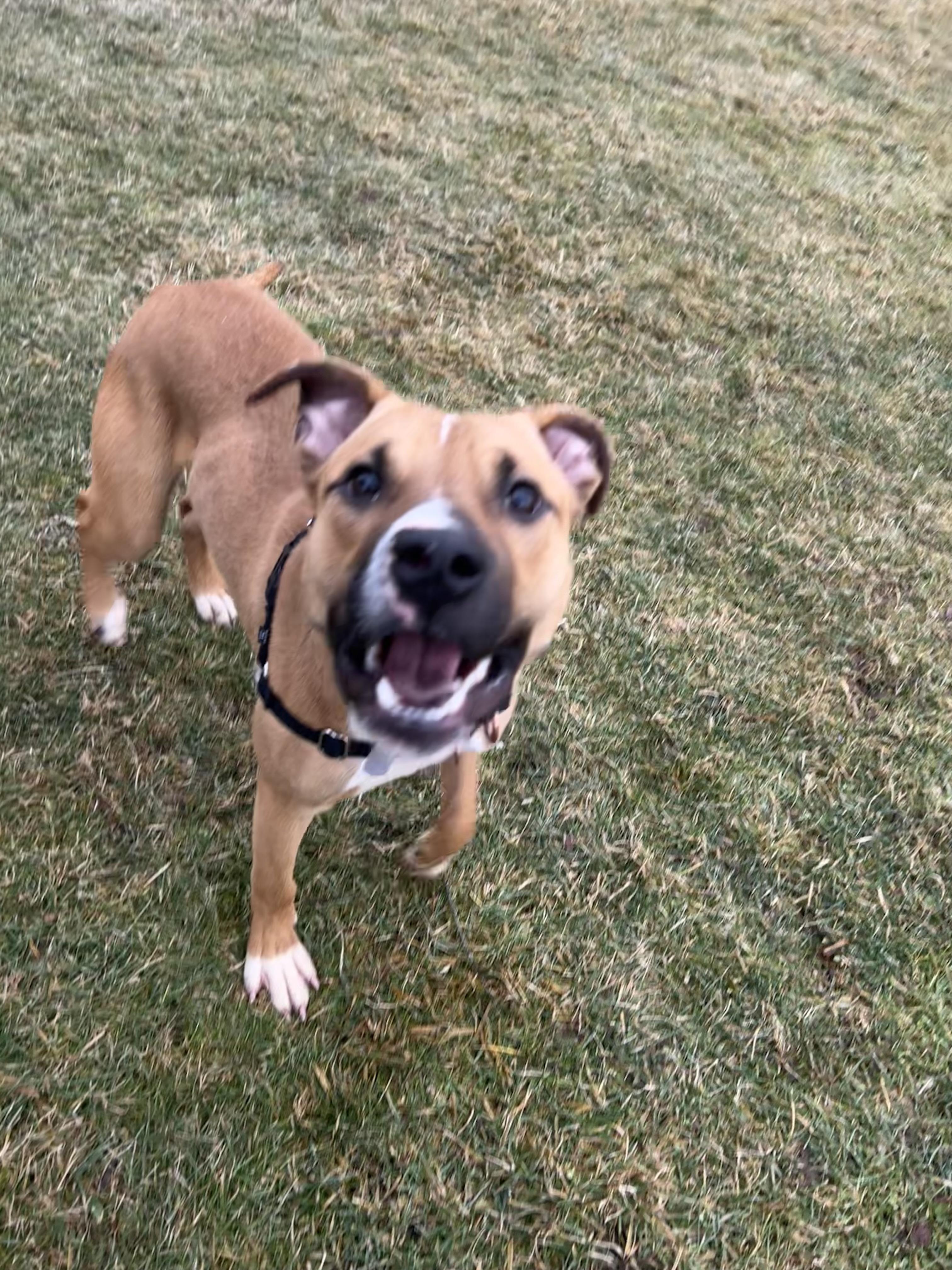 Enlarge Apple Jax, a ADOPTABLE Mixed Breed in Ithaca, NY image 5/5